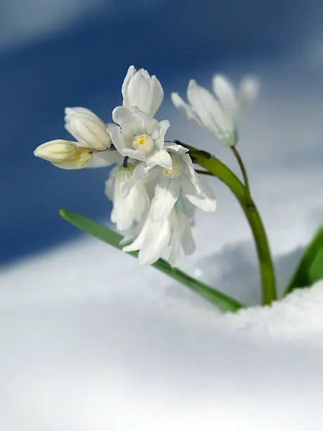 Siberian squill snow-covered (Scilla siberica)