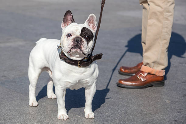 istock french bulldog at the leash 484583036