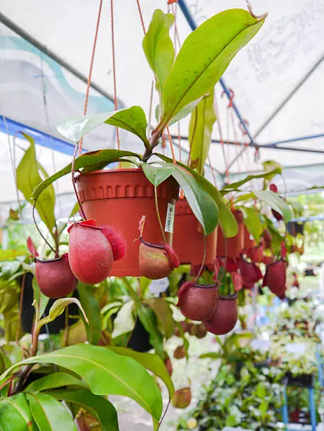 Nepenthes in pot.