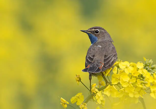 White-spotted Bluethroat (Luscinia svecica cyanecula) perching on rape.