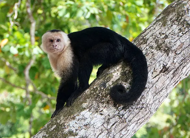 White-faced Capuchin, Parque Nacional Manuel Antonio, Costa Rica