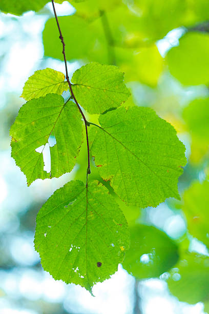 istock Close-up of green leafs 484584979