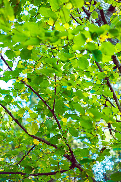 istock Close-up of green leafs 484584985