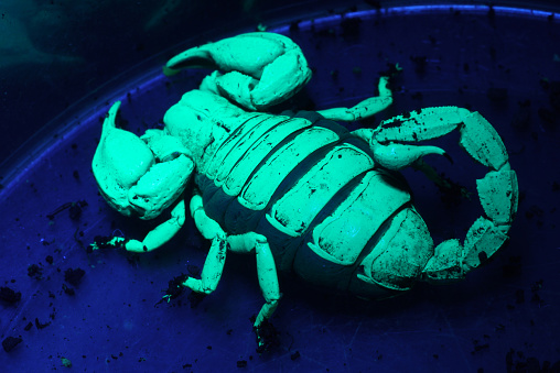 A black rock scorpion (Urodacus manicatus) fluoresces under the illumination of a UV light. 