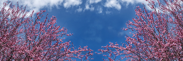 Panorama of pink blooming Japanese Cheery in close-up against a blue sky with light clouds