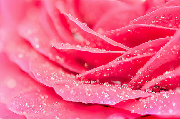 istock Pink rose petal with water drop,nature abstract concept. 484588596