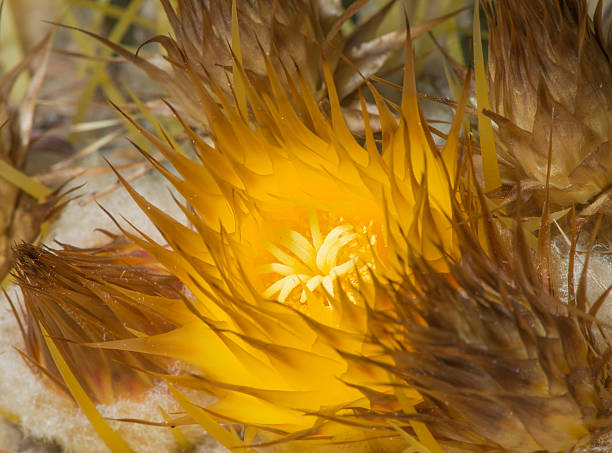 istock Captivating Yellow Bloom of Barrel Cactus 484589278