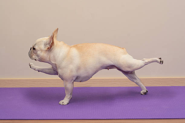 French Bulldog in Yoga Pose - Single Arm / Leg Plank A 3 year old French Bulldog doing a Yoga pose (single arm / leg plank) on a purple Yoga mat. In front of a cream wall background. exercise mat photos stock pictures, royalty-free photos & images