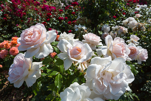 Beautiful white to pink hybrid tea rose, Rosa Chandos Beauty 'Harmisty' in the Golden Jubilee Rose Garden, RHS Wisley, Surrey, southeast England, UK