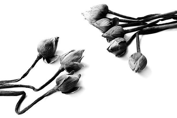 withered Water lily or lotus Flowers on black and white. stock photo