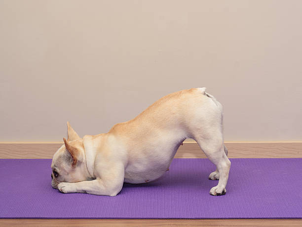 French Bulldog in Yoga Pose - Downward Dog A 3 year old French Bulldog doing a Yoga pose (downward facing dog) on a purple Yoga mat. In front of a cream wall background. downward facing dog position stock pictures, royalty-free photos & images