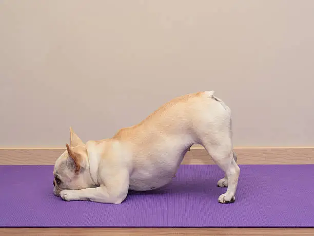 Photo of French Bulldog in Yoga Pose - Downward Dog