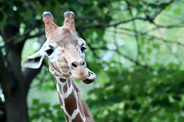 Contemplative Giraffe stock photo