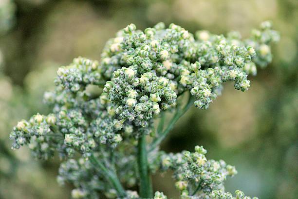 quinoa seed head superfood sprouted seed crop plant at farm stock photo