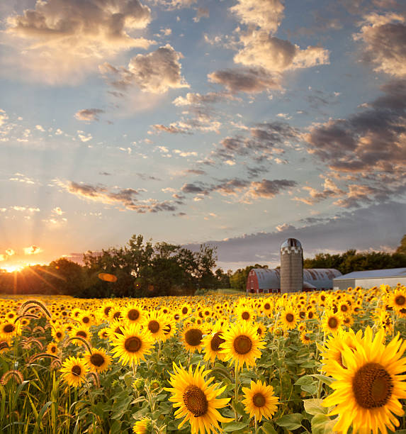 istock Sunflower Field against a Dreamy Sunset Sky 484600890
