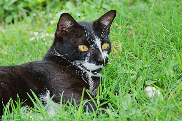 A portrait of a cat hiding form humans in tall grass in a meadow. It crouched and took a stealhty stance so it thought it could not be seen.