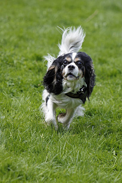 perro de corriendo - hundesport fotografías e imágenes de stock