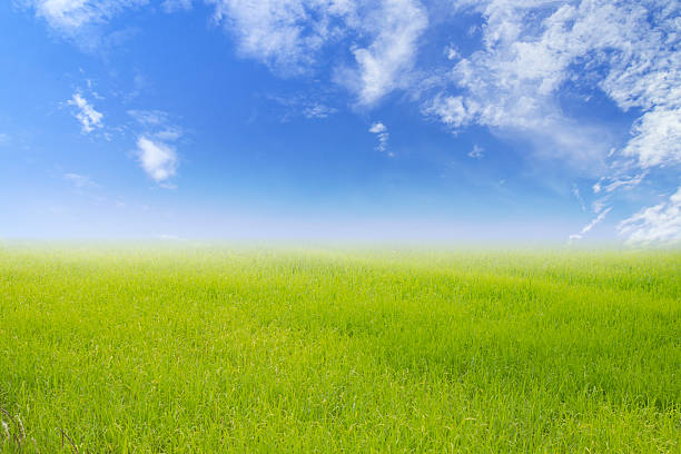 istock Nature green and rice field with sky background 484601944