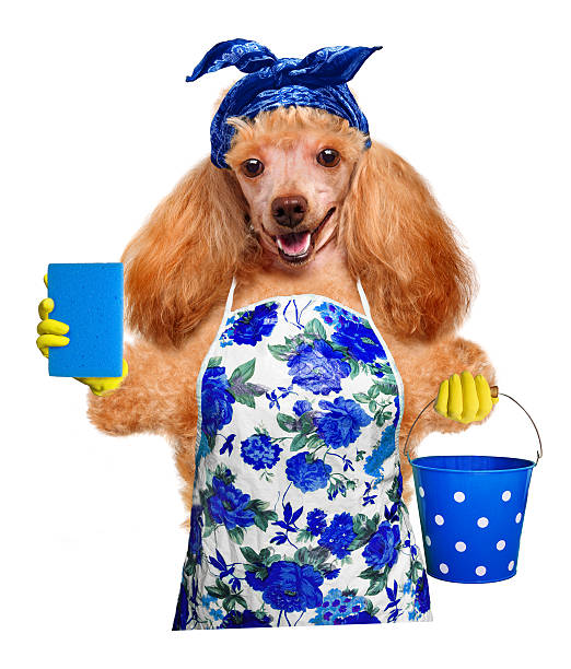 istock Housewife dog 484602279