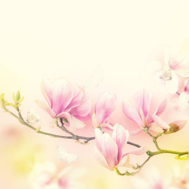 istock Beautiful magnolia on the sky background. 484602367