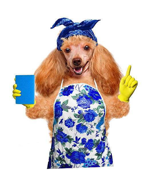 istock Housewife dog 484602471