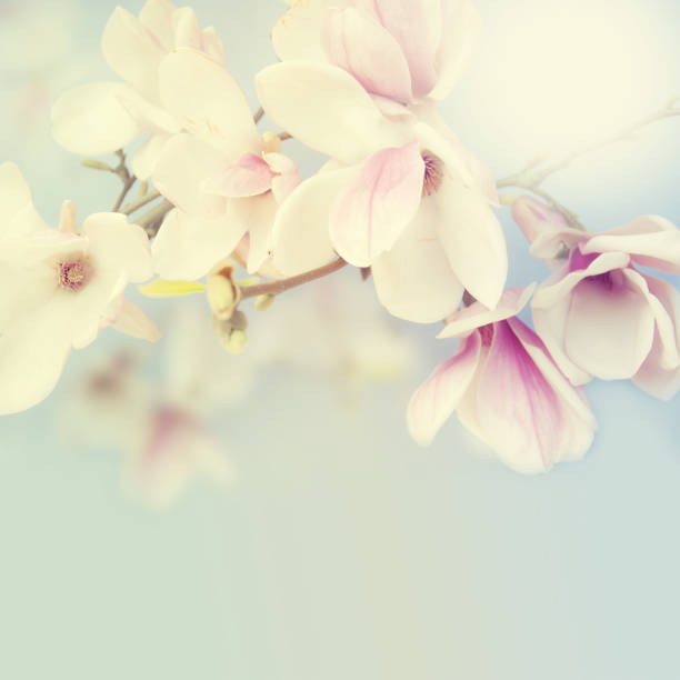 istock Beautiful magnolia on the sky background. 484602503