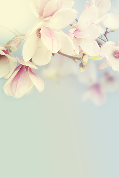 istock Beautiful magnolia on the sky background. 484602513
