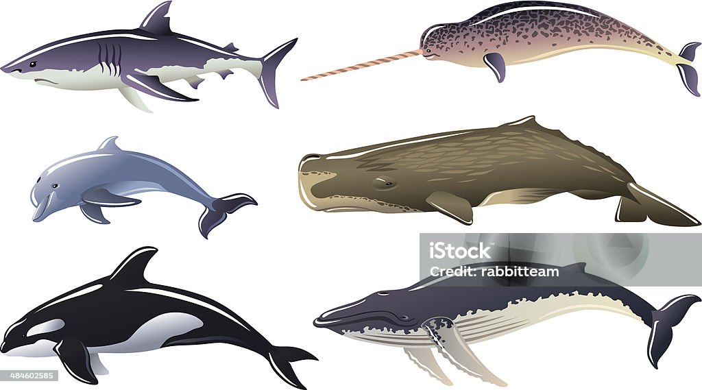 Marine mammals Set of Marine mammals Narwhal stock vector