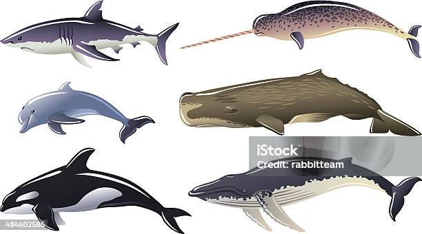 Marine Mammals Stock Illustration - Download Image Now - Narwhal, Whale, Dolphin