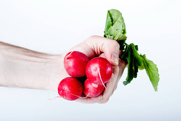 Radish in hand