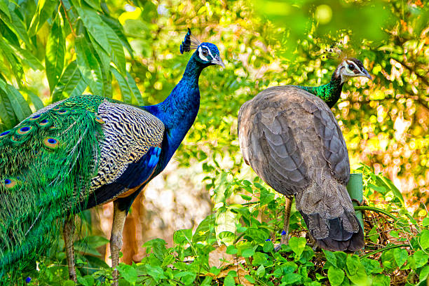 istock Male and female peacock 484602871