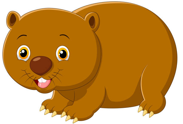 Cartoon cute wombat illustration of Cartoon cute wombat wombat stock illustrations