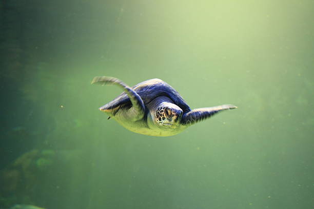 turtle swim stock photo