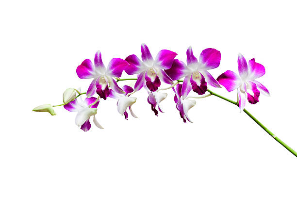 istock Pink and white orchid flower 484603436