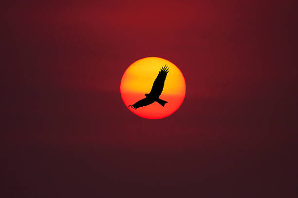 istock Shadow of an Birds flying to the sun 484603725