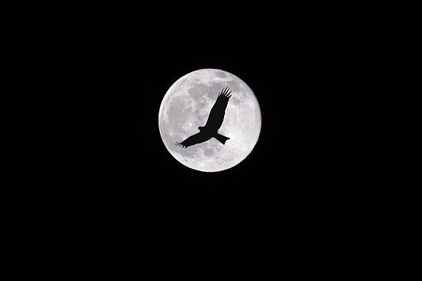 istock Birds flying through the moon at night, dark 484603731
