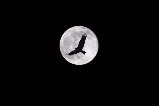 Birds flying through the moon at night, dark