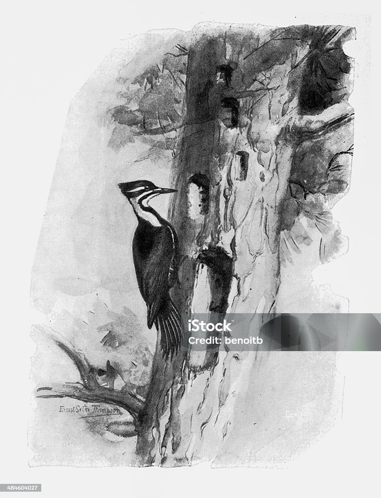 Pileated Woodpecker Pileated Woodpecker on tree Pecking stock illustration