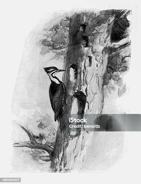Pileated Woodpecker Stock Illustration - Download Image Now - Pecking, Pileated Woodpecker, Sketch