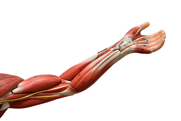 menschliche anatomie-modell - modellorganismus stock-fotos und bilder