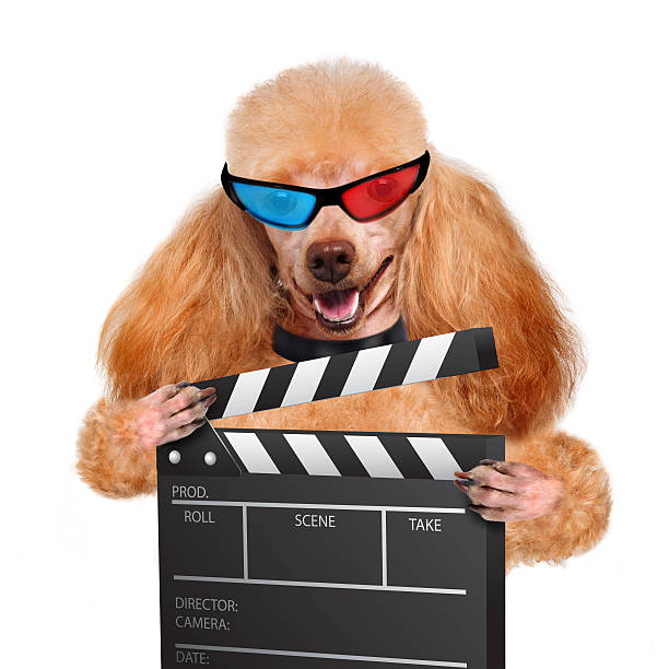 istock Movie clapper board director dog 484605059