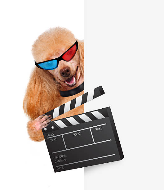 istock Movie clapper board director dog 484605061