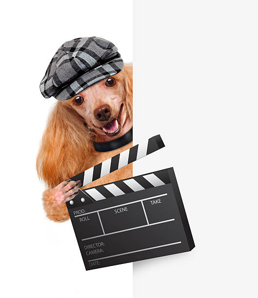 istock Movie clapper board director dog 484605063