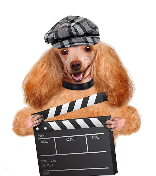 istock Movie clapper board director dog 484605065