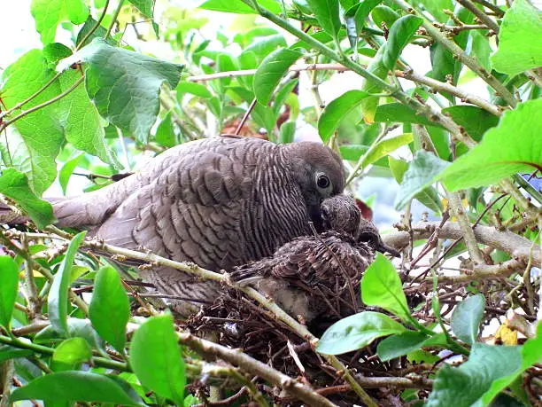 Photo of dove is feeding baby