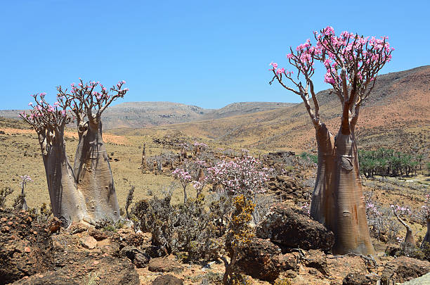 istock Bottle trees (adenium obesum) on Socotra, Mumi hill 484605173