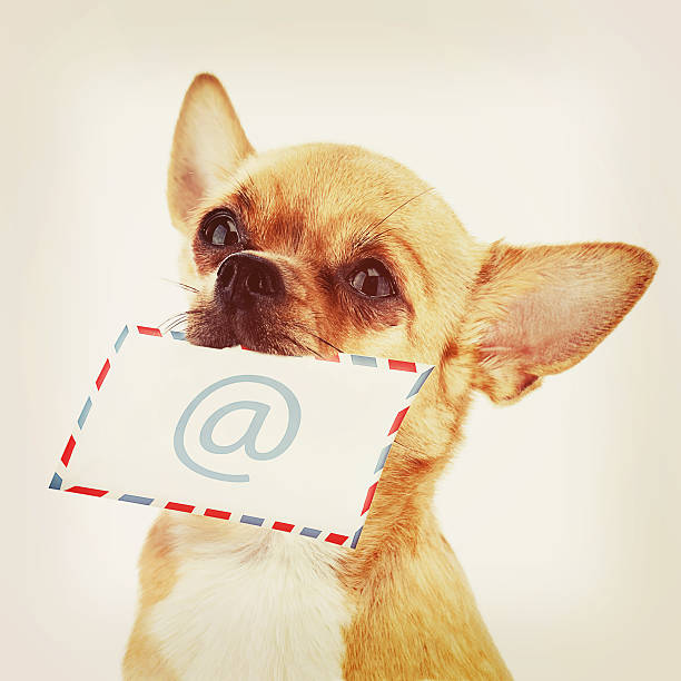 istock Red chihuahua dog with post envelope and icon e-male. 484605201