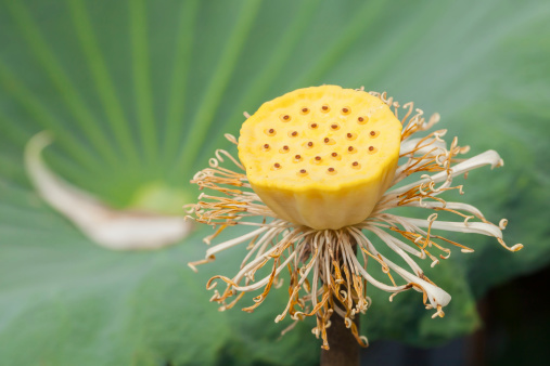 Yellow calyx  of lotus seed in nature