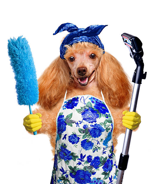 istock Housewife dog 484606377