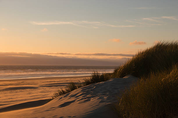 istock Beach Landscape with Sand Dunes 484606388